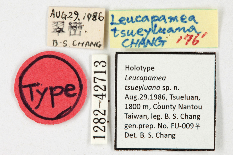 Leucapamea tsueyluana Female